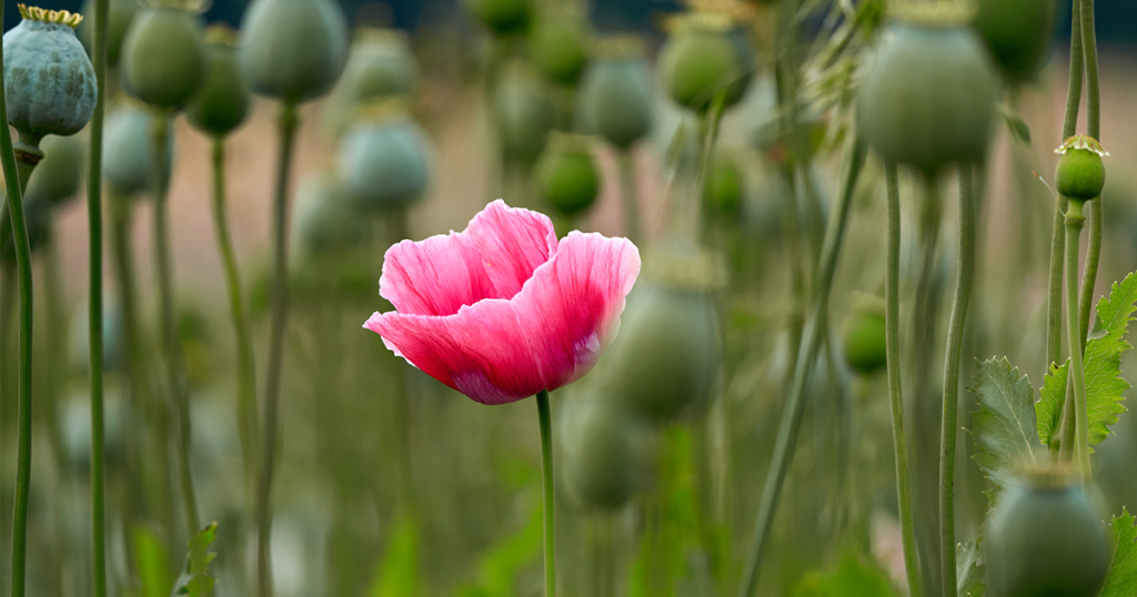 A single pink poppy among a field of dormant stems.